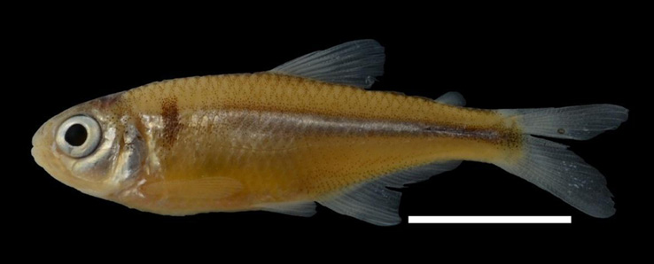 F:\Bryconamericus perú -Bolivia\B.phoenicopterus\Bryconamericus phoenicopterus  29984 30 mmSL (2).JPG