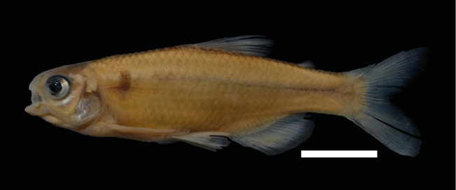 C:\Documents and Settings\Admin\Configuración local\Temp\Bryconamericus parapeti Holotype IUQ (6).JPG